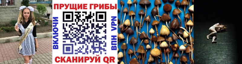 Псилоцибиновые грибы Psilocybine cubensis  Краснозаводск 